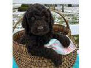 Labradoodle Puppy for sale in Christiana, PA, USA