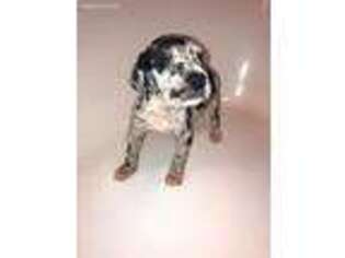 Great Dane Puppy for sale in Lancaster, SC, USA
