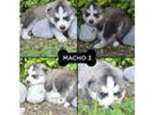 Siberian Husky Puppy for sale in Brownsville, TX, USA