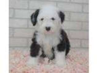 Old English Sheepdog Puppy for sale in Moravia, IA, USA