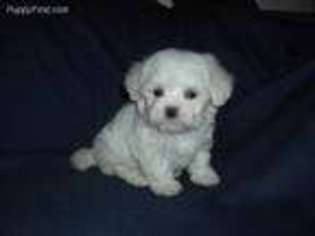 Maltese Puppy for sale in Interlochen, MI, USA