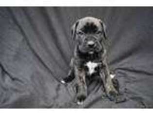 Cane Corso Puppy for sale in Lake Lynn, PA, USA
