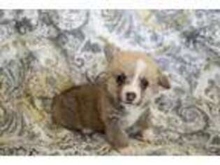 Pembroke Welsh Corgi Puppy for sale in Walla Walla, WA, USA