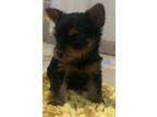 Yorkshire Terrier Puppy for sale in Lynbrook, NY, USA