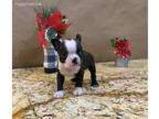 Boston Terrier Puppy for sale in Raymond, IL, USA
