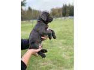 Cane Corso Puppy for sale in Battle Ground, WA, USA