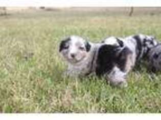 Miniature Australian Shepherd Puppy for sale in Longville, LA, USA
