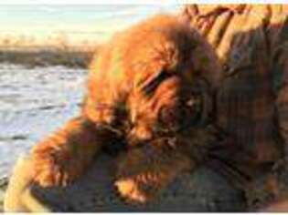 Tibetan Mastiff Puppy for sale in Trinidad, CO, USA
