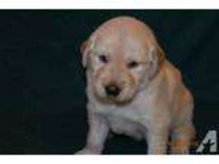 Golden Retriever Puppy for sale in DARLINGTON, PA, USA