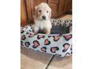 Goldendoodle Puppy for sale in Frewsburg, NY, USA