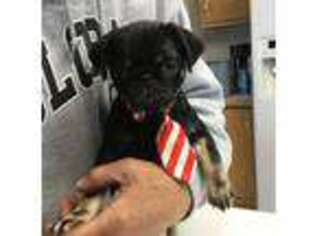Pug Puppy for sale in Fort Lupton, CO, USA
