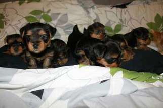 Yorkshire Terrier Puppy for sale in Cliffside Park, NJ, USA