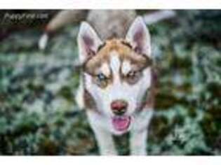 Siberian Husky Puppy for sale in Twin Falls, ID, USA
