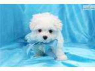 Maltese Puppy for sale in Greensboro, NC, USA