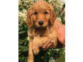 Golden Retriever Puppy for sale in Trego, WI, USA