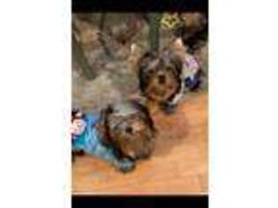 Yorkshire Terrier Puppy for sale in Montvale, NJ, USA