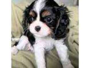 Cavalier King Charles Spaniel Puppy for sale in Crestline, CA, USA