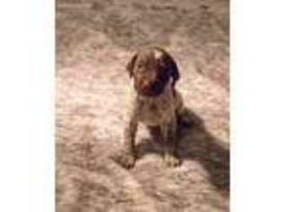 German Shorthaired Pointer Puppy for sale in Alpharetta, GA, USA