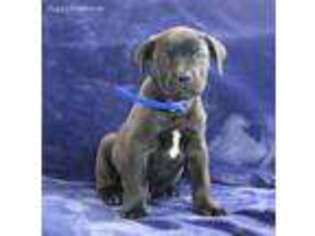 Boerboel Puppy for sale in Bird In Hand, PA, USA