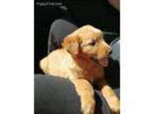 Golden Retriever Puppy for sale in Lemon Grove, CA, USA