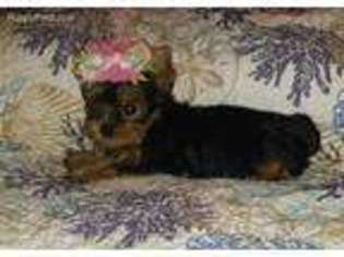 Yorkshire Terrier Puppy for sale in Milton, FL, USA