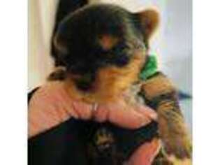 Yorkshire Terrier Puppy for sale in Fairfield, CT, USA