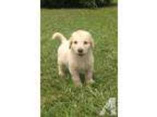 Labradoodle Puppy for sale in BELLEVIEW, FL, USA