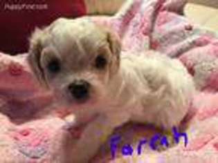 Cavapoo Puppy for sale in Camarillo, CA, USA