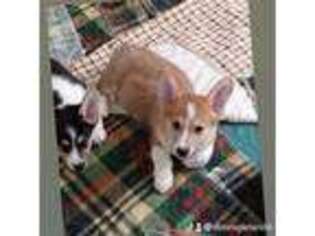 Pembroke Welsh Corgi Puppy for sale in Newberry Springs, CA, USA