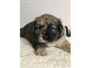 Mutt Puppy for sale in Princeton, NC, USA