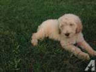 Goldendoodle Puppy for sale in ALLEN, TX, USA