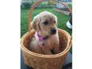 Golden Retriever Puppy for sale in Longview, WA, USA
