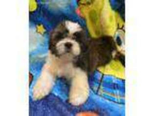 Mutt Puppy for sale in Sharon, MA, USA