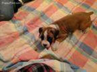 Boxer Puppy for sale in Greenville, PA, USA