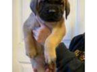 Mastiff Puppy for sale in Simpsonville, SC, USA