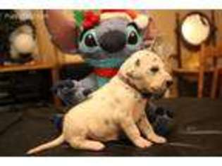 Dalmatian Puppy for sale in Smithville, TN, USA