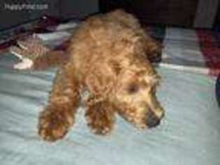 Goldendoodle Puppy for sale in Glendale, AZ, USA