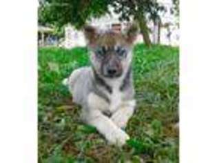Siberian Husky Puppy for sale in Ronks, PA, USA