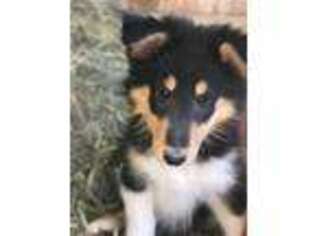 Collie Puppy for sale in Story City, IA, USA