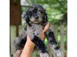 Goldendoodle Puppy for sale in Lewis Center, OH, USA