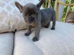French Bulldog Puppy for sale in Imperial, MO, USA