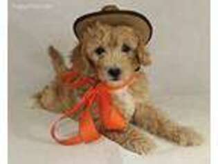 Goldendoodle Puppy for sale in Orange, TX, USA