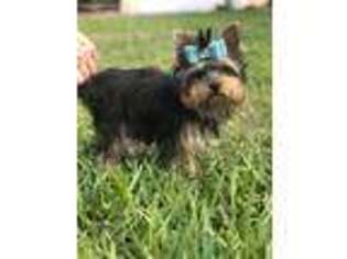 Yorkshire Terrier Puppy for sale in Hollywood, FL, USA