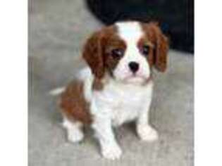 Cavalier King Charles Spaniel Puppy for sale in Biloxi, MS, USA