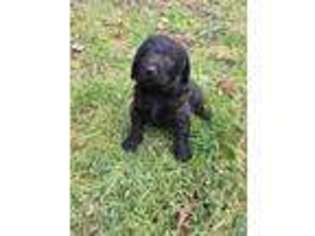 Labradoodle Puppy for sale in Whitesburg, KY, USA