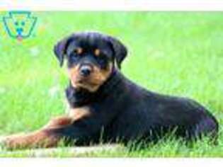 Rottweiler Puppy for sale in New Holland, PA, USA