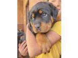 Rottweiler Puppy for sale in Pagosa Springs, CO, USA