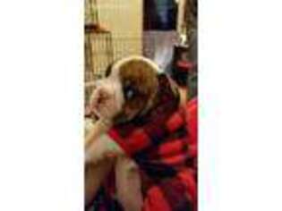 Bulldog Puppy for sale in Mount Jewett, PA, USA