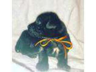 Cane Corso Puppy for sale in Citronelle, AL, USA