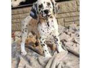 Dalmatian Puppy for sale in Centralia, WA, USA